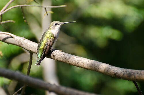 hummingbird attracts nectar