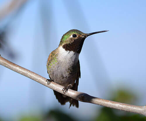 tips attracting humminbirds